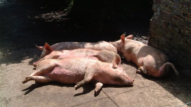 Чума свиней стала причиной социального конфликта в Беларуси
