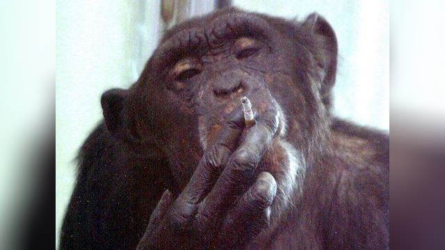 Спившуюся обезьяну излечили от вредных привычек