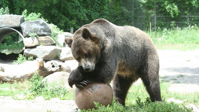 The Daily Telegraph расслышала в словах Путина призыв «бороться с медведем»