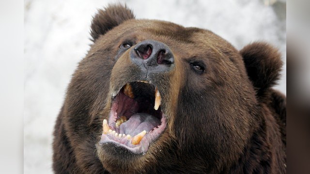 Медведи на Камчатке стали намного чаще нападать на людей