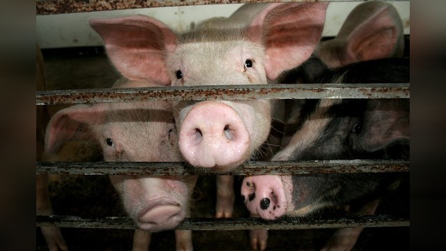 RFI: Российское эмбарго на свинину из Европы пахнет протекционизмом