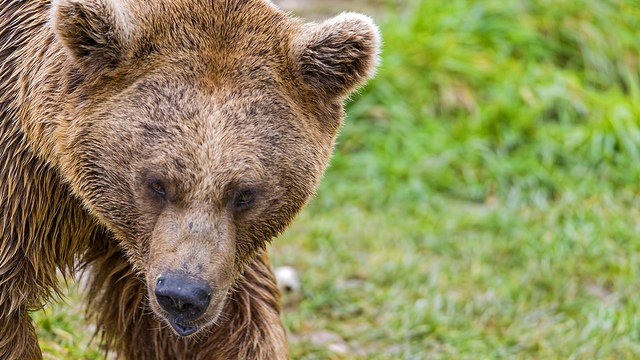 «Странная» Россия: медведи-токсикоманы и Ельцин в нижнем белье