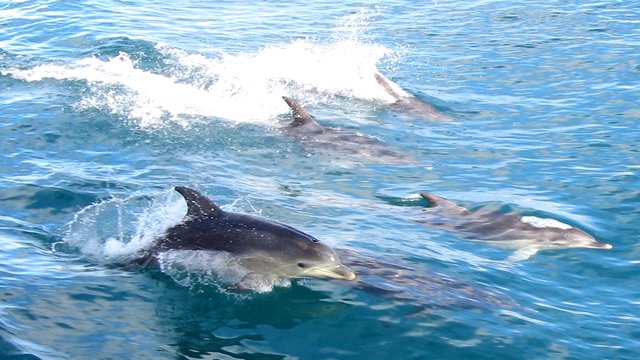 Huffington Post: Крымские боевые дельфины рады служить России