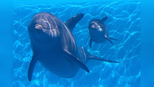 Америка испытает дельфинью броню под носом у России