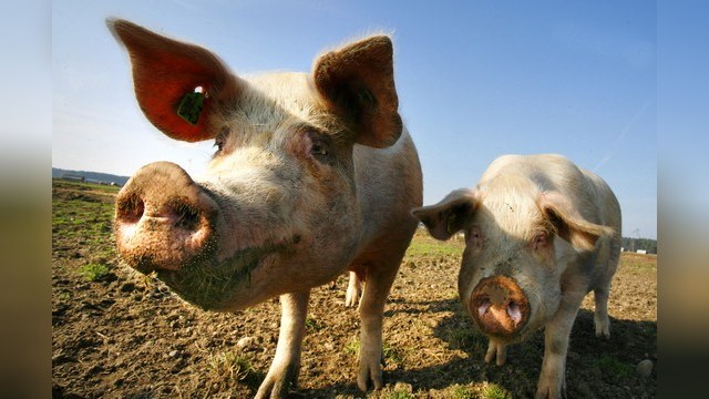 «Азиатский» вирус ящура убил в Приморье 14 тысяч свиней