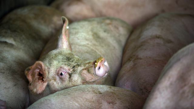 Немецкий вирусолог: Россия не смогла остановить африканскую чуму свиней