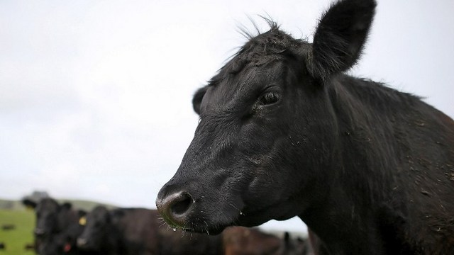 Die Zeit: Россия отказывается от румынской говядины