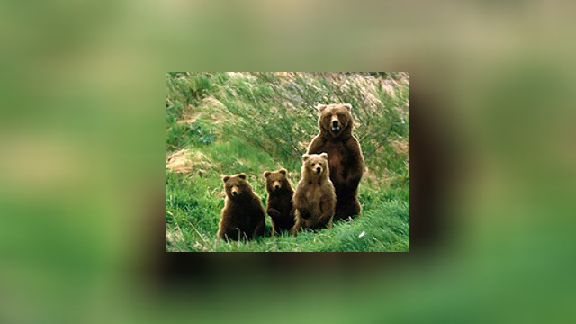 Медвежья семья Пажетновых