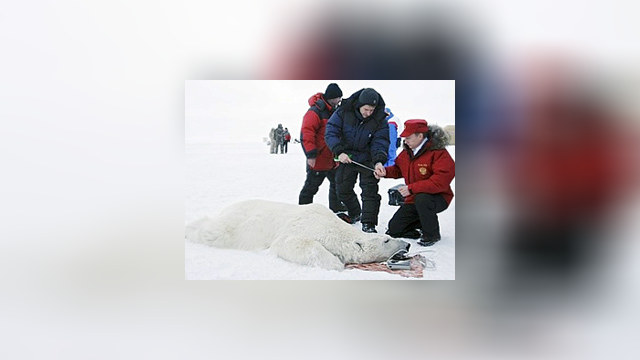 Путин пожал лапу белому медведю
