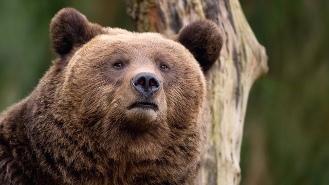 Daily Mail: Сибирские медведи охотников не боятся – они им мстят