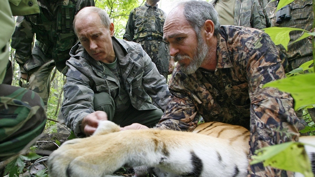WP: Еще один тигр чуть было не рванул в  Китай вслед за путинским Кузей