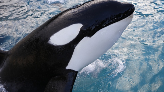 Independent: Московские киты-убийцы сходят с ума в топливных цистернах