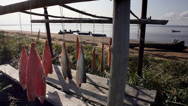 Sankei: Эмбарго на рыбу в России «породило» белорусские устрицы