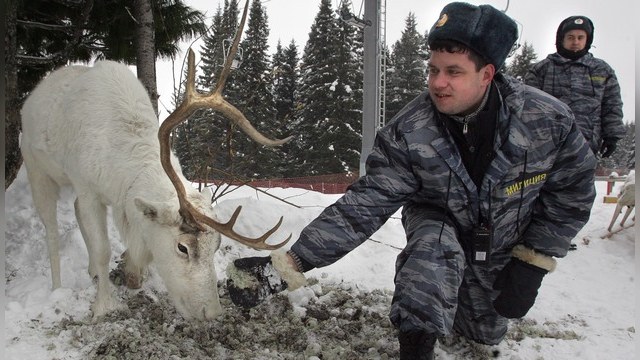 Times: Полицейских в тундре пересадят со снегоходов на оленей