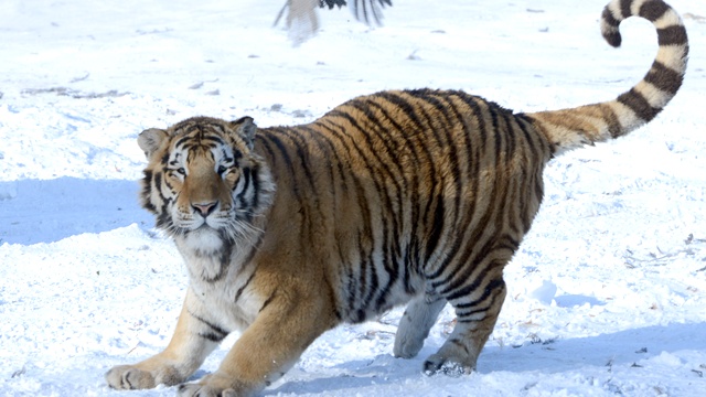 Xinhua: «Путинский» тигр Кузя ушел из Китая, но «обещал» вернуться