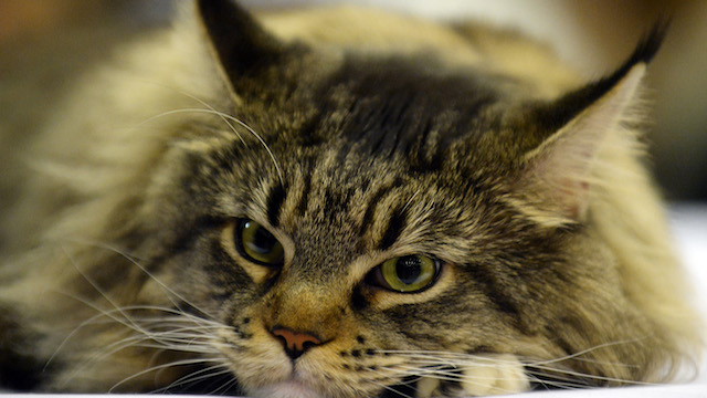 Поляки советуют кошке Матроскиной бежать из России