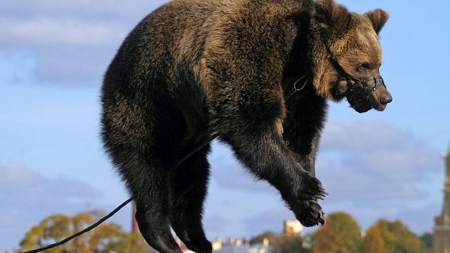 Daily Mail: В Москве медведи не только гуляют