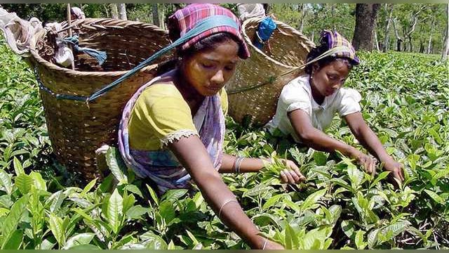 Hindu Business Line: Индия предлагает России платить за чай рупиями 
