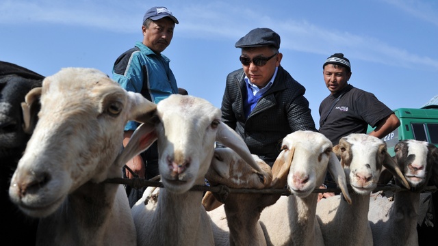 Eurasianet.org: Благодаря Путину киргизы топят газом, а не навозом