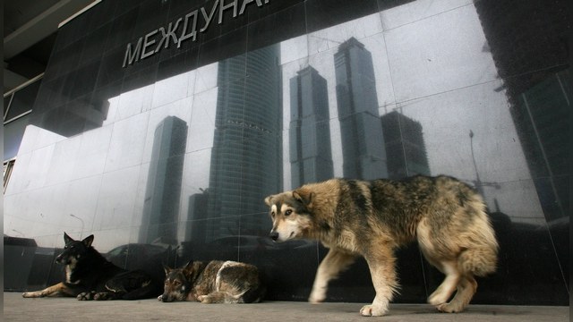 Telegraph: Догхантеры обещают открыть всероссийский сезон охоты на собак