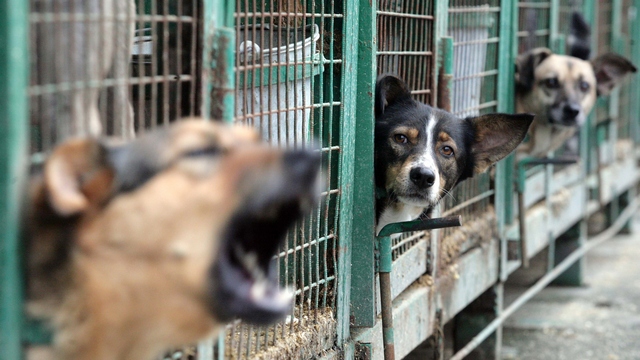 Washington Post: Угроза догхантеров вызвала панику среди собаководов