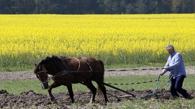 Washington Post: Украина отдалась на растерзание ГМО-гигантам