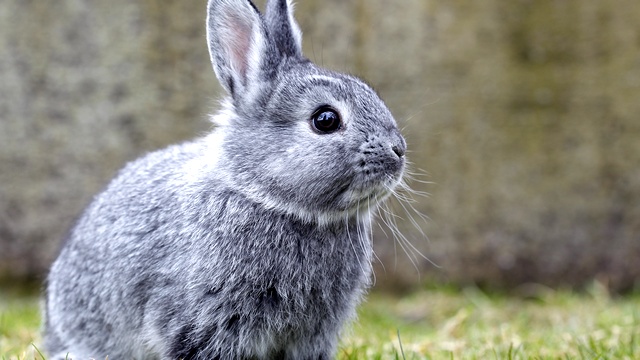 Датский ведущий убил крольчонка Алана в насмешку над любителями животных
