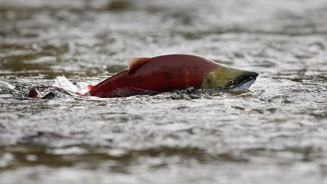Sankei: Японцев встревожил новый российский закон о ловле лосося