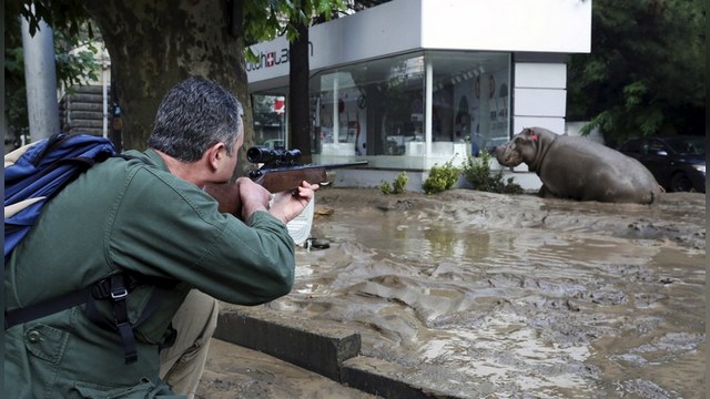 Грузия Online: В результате наводнения из тбилисского зоопарка сбежали животные