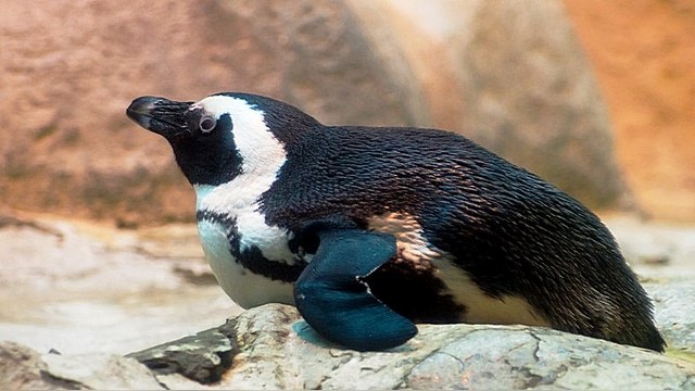 Пингвина из Тбилисского зоопарка видели на границе с Азербайджаном