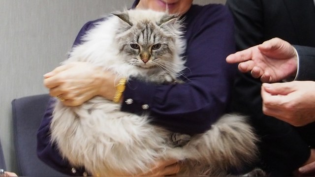Sankei: «Путинский кот» из «князя» превратился в «простого японского парня»