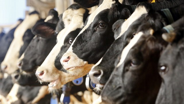 Daily Mail: Сто тысяч китайских коров спасут Россию от молочного голода