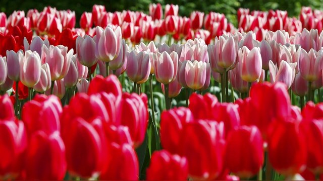 Россия может запретить импорт цветов из Нидерландов