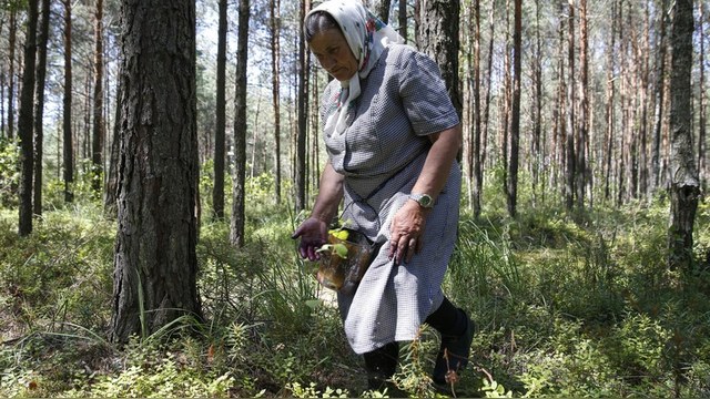 Standard: Кризис вынудил россиян идти «по грибы, по ягоды»