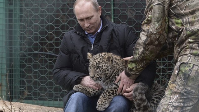 Le Parisien: Путинский леопард станет самцом-производителем во Франции