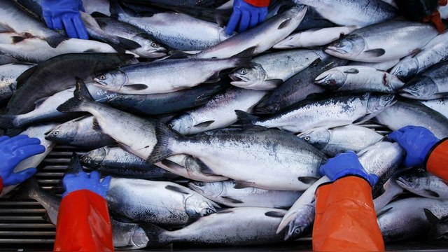 BO: Азиатский лосось «доплыл» до Мурманска и накормит россиян