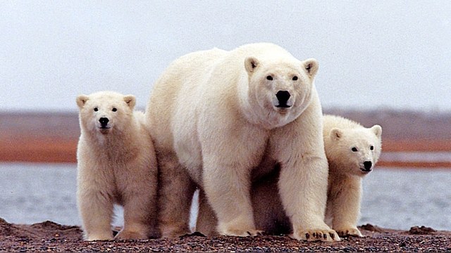 Белые медведи осадили российскую метеостанцию