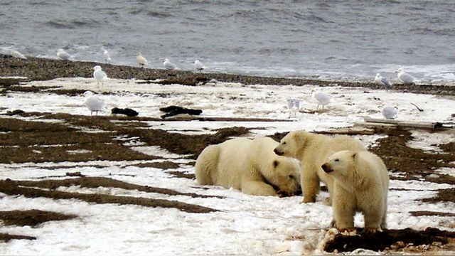 Spiegel: Россия не разрешила норвежцам подсчитать белых медведей