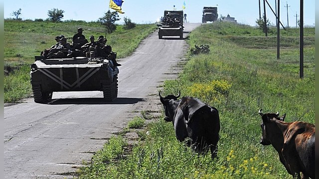 Заблудших украинских коров «депортировали» из Белоруссии на родину