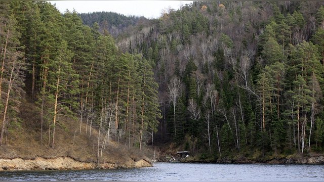 Американские ученые признали Россию «лесной сверхдержавой»