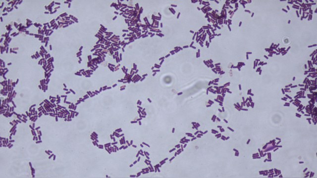 Daily Mail: Сибирская бактерия подскажет ученым, как создать эликсир жизни