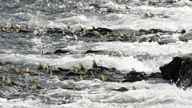 Times: Британский лосось в опасности из-за «понаплывшей» русской горбуши