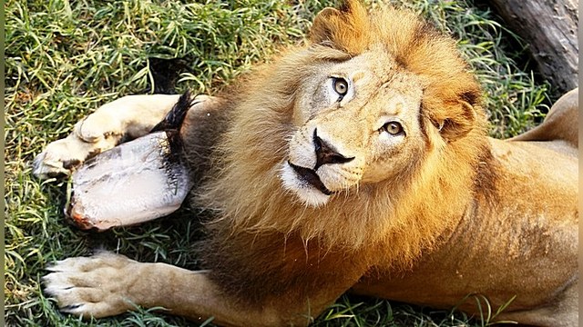 Датский зоопарк приглашает на вскрытие льва, которому «не нашлось места»