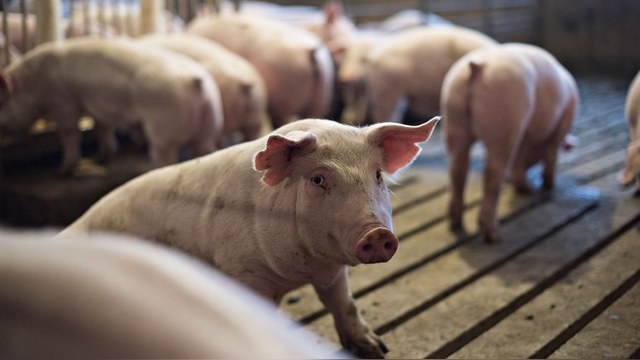 Франция надеется вернуть свою свинину на российский рынок