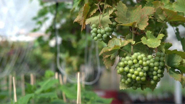 Daily Mail: Вино из магаданского винограда назовут «Шато ГУЛАГ» 