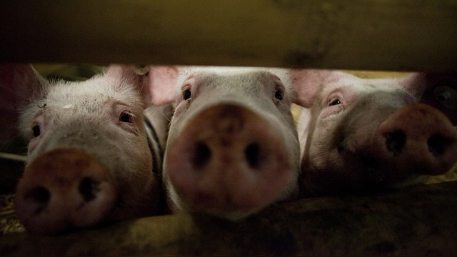 Welt: Российское эмбарго мешает немцам зарабатывать на свиньях 