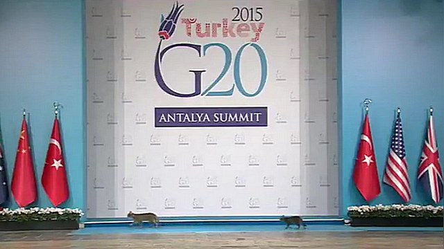 Independent: Кошки «затмили» Обаму и Путина на саммите G20 