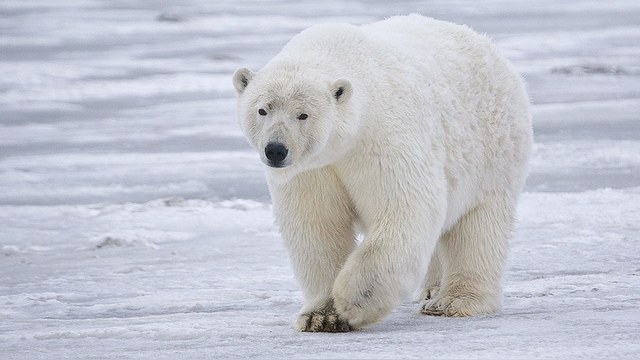 Huffington Post: Лишившись льда, белые медведи придут к людям 