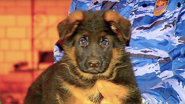 Le Parisien: МВД России подарит Франции щенка Добрыню в знак солидарности