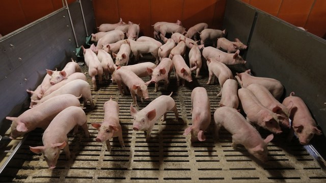 Le Figaro: В «спасении» французской свинины без России не обойтись 